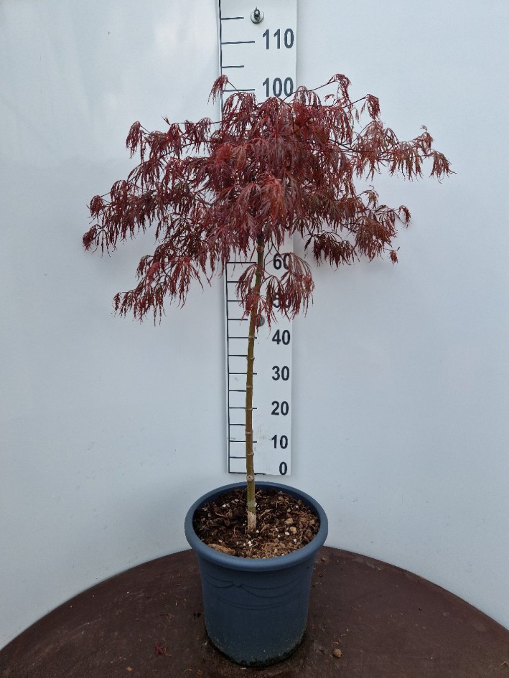 Acer pal. 'Crimson Queen' - 70 CM Stem C15